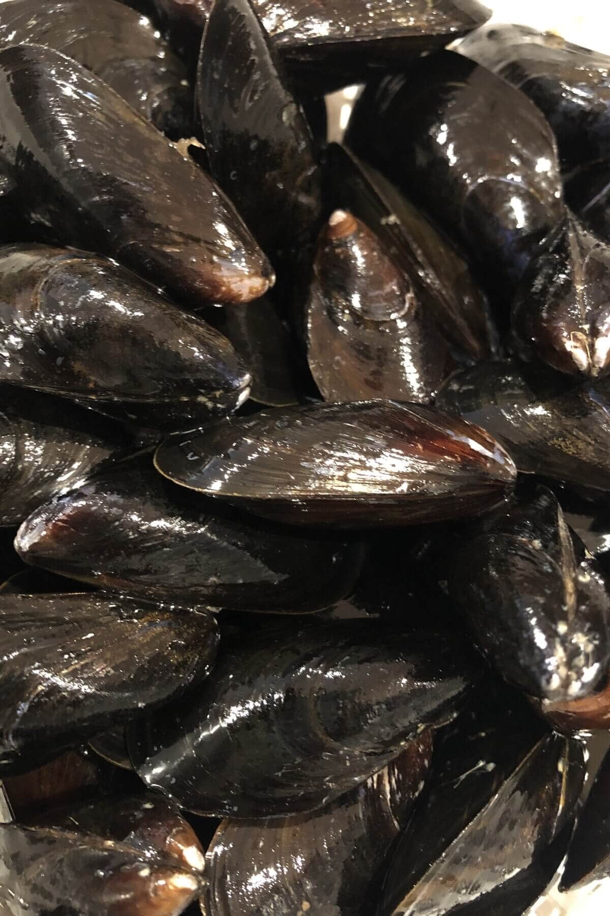 Fresh mussels in a bowl.